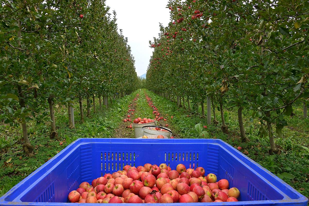 Sostegno all’agricoltura, si va verso l’utilizzo di tutte le risorse disponibili. Con un provvedimento proposto dall’assessore all’agricoltura Giulia Zanotelli, visto l’approssimarsi della chiusura dell’attuale programmazione, la Giunta provinciale ha infatti adottato indicazioni operative per ottimizzare l’utilizzo delle risorse ancora disponibili del piano finanziario del Programma di Sviluppo Rurale 2014-2020, accogliendo un numero maggiore di domande presentate sui diversi bandi, in particolare per contributi per investimenti nelle aziende e per i premi. Questo in considerazione del fatto che le domande presentate sui diversi bandi sono numerose e assommano richieste di aiuti superiori ai budget disponibili.