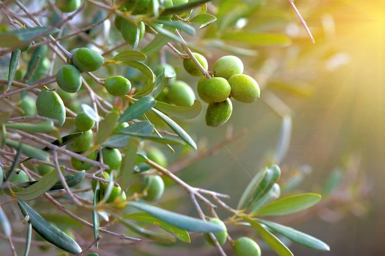 Le elevate temperature di inizio estate hanno gravemente compromesso la produzione di olive nella zona del Garda e della valle del Sarca. 