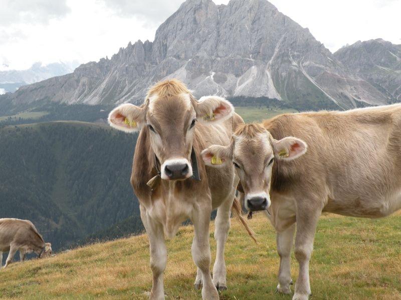 Sarà presentato giovedì 5 dicembre, alle ore 10, presso l’aula magna della Fondazione Edmund Mach, nell’ambito della seconda giornata zootecnica organizzata dalla Fondazione Edmund Mach, il manuale per le buone prassi nella gestione degli allevamenti bovini e caprini, uno strumento quotidiano indispensabile all’allevatore per gestire al meglio l’attività in stalla, ma anche per archiviare in modo semplice e pratico i documenti obbligatori per la corretta tracciabilità del latte prodotto.