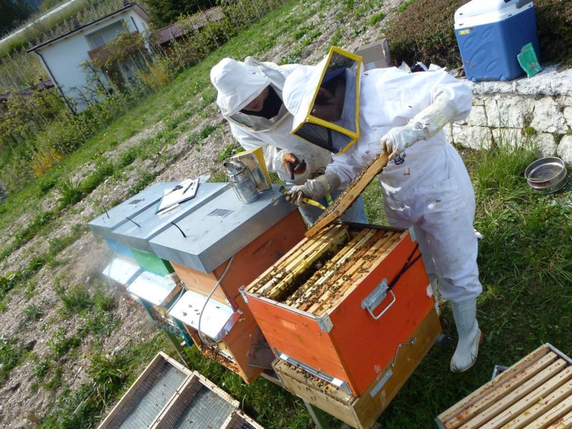 La Giunta provinciale, su indicazione dell'assessore all'agricoltura Giulia Zanotelli, ha approvato la concessione dei contributi per la produzione e la commercializzazione dei prodotti dell'apicoltura. 