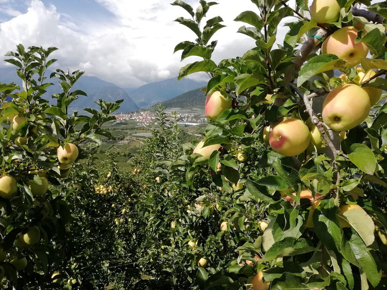 Il 10 Novembre si è tenuta la prima riunione della stagione del Comitato Marketing di Assomela che ha esaminato i primi dati aggiornati sulla situazione produttiva e di mercato. Confermate le previsioni di agosto, produzione di gran lunga inferiore rispetto alla media degli anni scorsi.