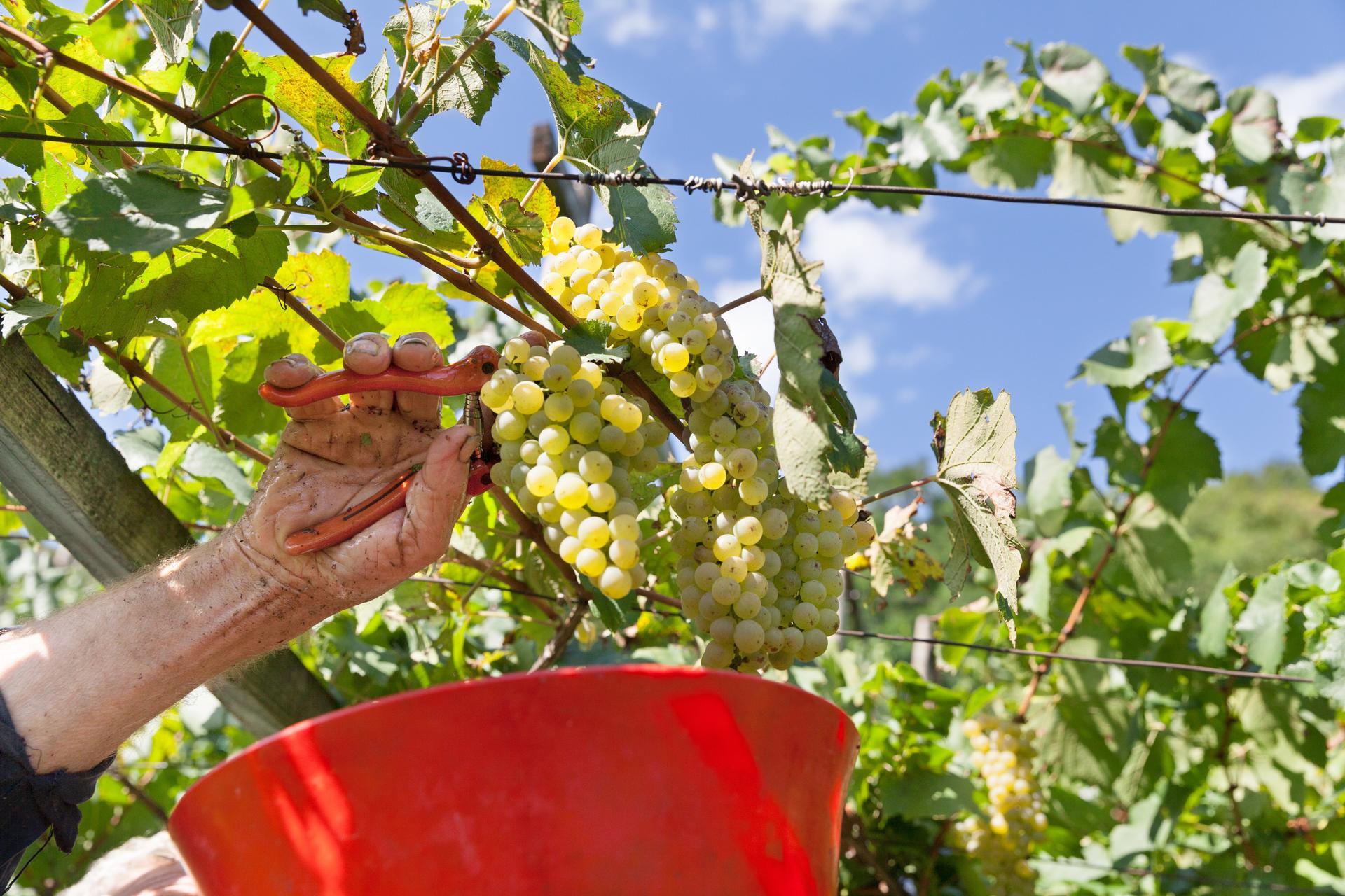 Il mondo agricolo cooperativo accoglie con soddisfazione la comunicazione della Provincia circa l’avvio della sperimentazione della “quarantena attiva” per i lavoratori stranieri impegnati nella raccolta stagionale in agricoltura, sollecitata dalla Federazione. Il presidente Simoni: “Un plauso alla Provincia per aver agito con tempestività, comprendendo il grande sforzo organizzativo e gestionale messo in campo dalle cooperative agricole per garantire la salute pubblica e il contenimento del contagio”.