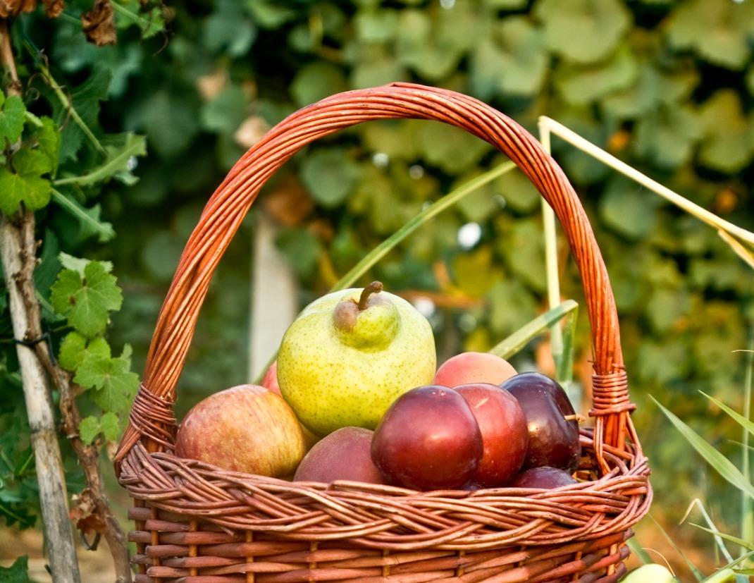 Aceti e sidri di frutta entrano a far parte del Marchio Qualità Trentino. Lo ha deciso la Giunta provinciale, su proposta dell'assessore all’agricoltura, foreste, caccia e pesca Giulia Zanotelli, approvando il Disciplinare di produzione.