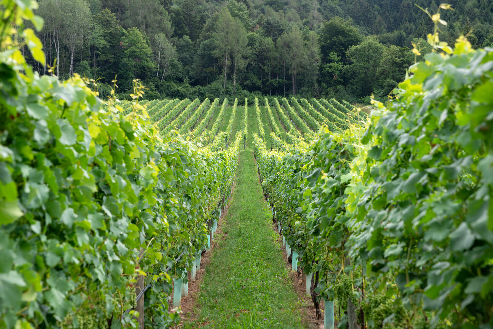 &quot;Collaborare per affrontare i cambiamenti climatici&quot; è lo slogan con cui, nell'ambito del progetto Medcliv che mira a strutturare l’ecosistema della filiera vite- vino nei confronti del cambiamento climatico, si presenterà martedì 30 marzo, alle 17, con un evento sul canale youtube FEM la piattaforma online Vineas.