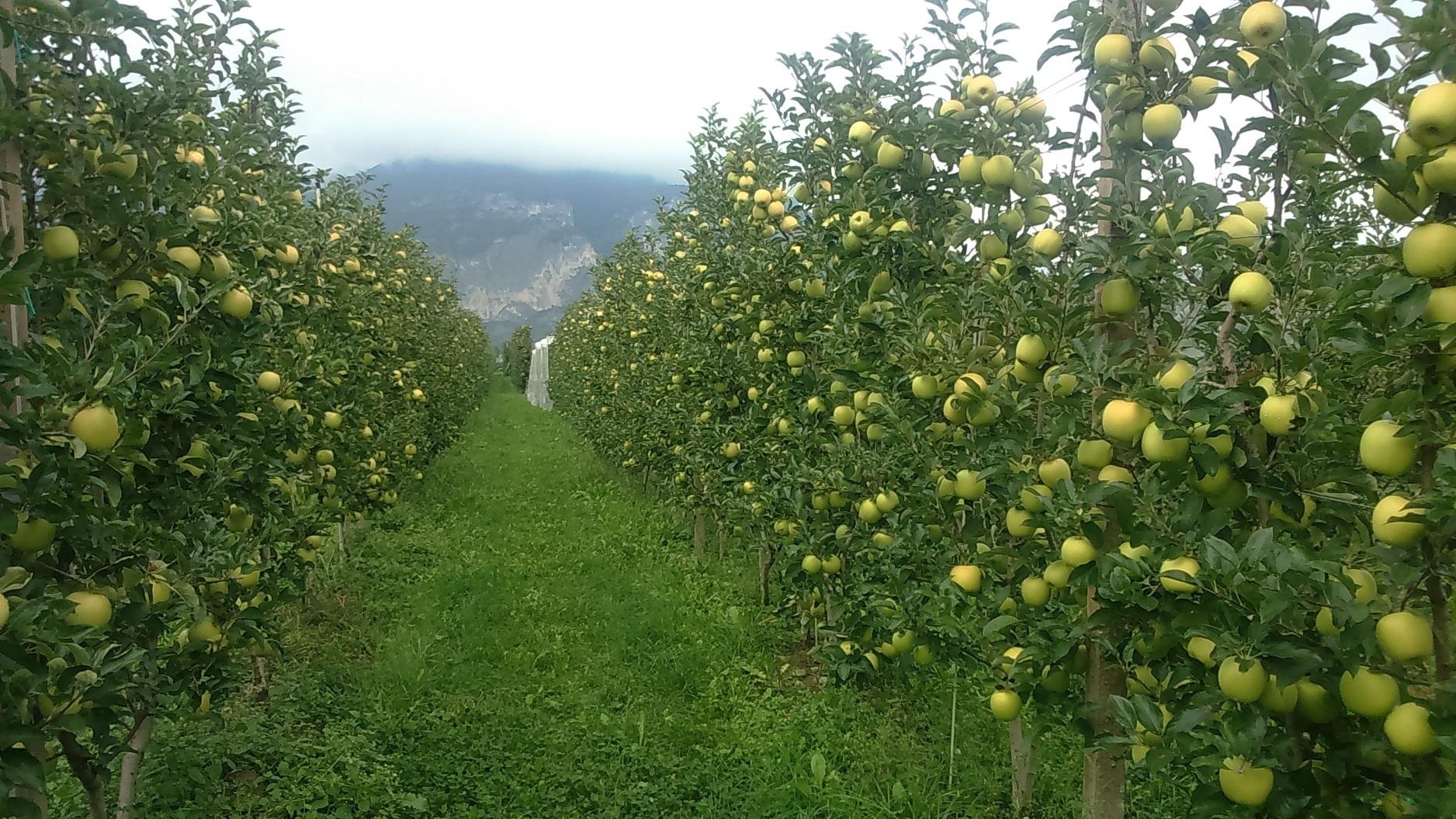 Un progetto condiviso pubblico-privato per rendere la frutticoltura sempre più sostenibile che corrisponde appieno alla logica della Partnership Europea per l'Innovazione.