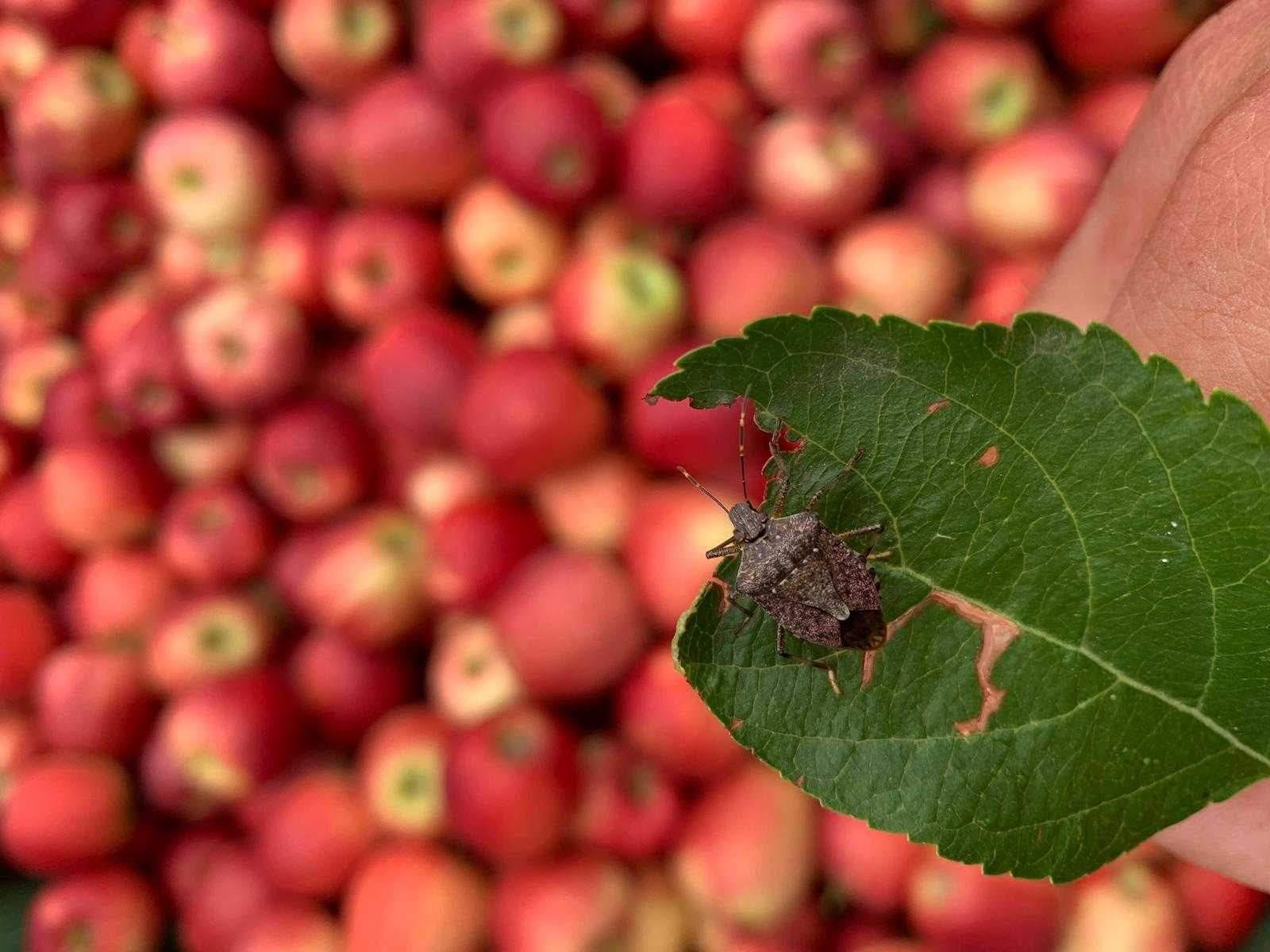 In attesa dell'approvazione del Piano nazionale, la Provincia autonoma di Trento scende in campo contro la cimice asiatica con un proprio Piano provinciale. &quot;Finchè non sarà raggiunto l'equilibrio naturale grazie all'azione di contrasto degli insetti antagonisti - spiega l'assessore Giulia Zanotelli, firmataria della delibera, approvata dalla Giunta, che contiene il Piano - la lotta diretta all'insetto non sarà in grado di limitare i danni alle colture ad un livello economicamente accettabile, e dunque abbiamo ritenuto necessario prevedere nel Piano di azione provinciale per il contrasto della cimice asiatica anche una serie di misure per garantire il reddito delle aziende agricole e dei lavoratori impiegati nel settore della conservazione e lavorazione della frutta&quot;.