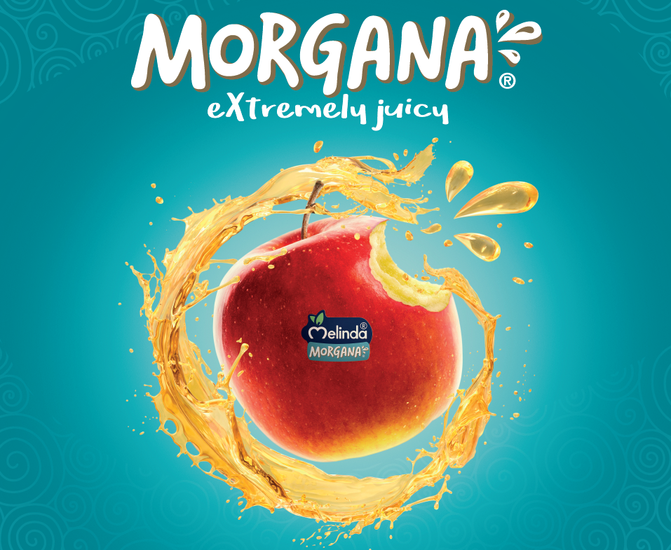 Anche quest’anno la campagna vendite di Morgana®, una delle nuove Varietà Club di Melinda, si chiude a tempo di record, bissando il successo registrato nel 2020, quando tutte le mele disponibili erano state esaurite in tempi rapidissimi. Sulla scia dello scorso anno, anche nel 2021 le vendite sono state dinamiche e vivaci fin dall’inizio, in Italia e all’estero, tanto che si è chiusa la stagione a nemmeno un mese dalla sua apertura, segno di una rotazione molto veloce dei prodotti.