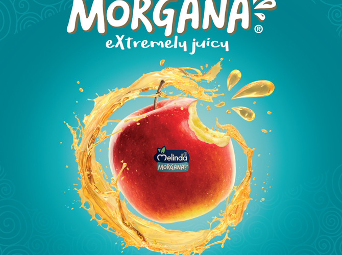 Melinda Morgana®: fine stagione a tempo di record Anche quest’anno la campagna vendite di Morgana®, una delle nuove Varietà Club di Melinda, si chiude a tempo di record, bissando il successo registrato nel 2020, quando tutte le mele disponibili erano state esaurite in tempi rapidissimi. Sulla scia dello scorso anno, anche nel 2021 le vendite sono state dinamiche e vivaci fin dall’inizio, in Italia e all’estero, tanto che si è chiusa la stagione a nemmeno un mese dalla sua apertura, segno di una rotazione molto veloce dei prodotti.