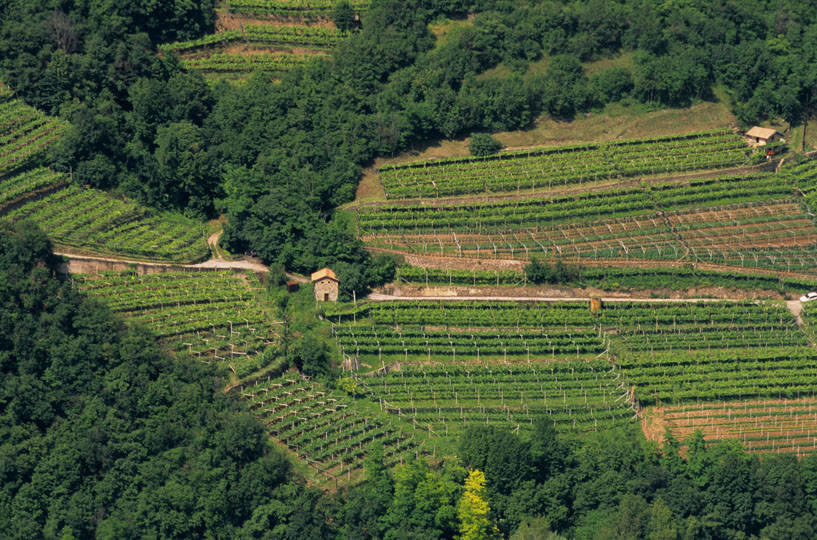 È in corso la raccolta di candidature per lavorare nel settore agricolo nel periodo agosto-novembre 2020, realizzata da Agenzia del Lavoro, in collaborazione con le Associazioni di categoria dell’Agricoltura (Confederazione Italiana Agricoltori, Confagricoltura, Coldiretti, Associazione contadini Trentini) e l’Ente bilaterale agricolo.