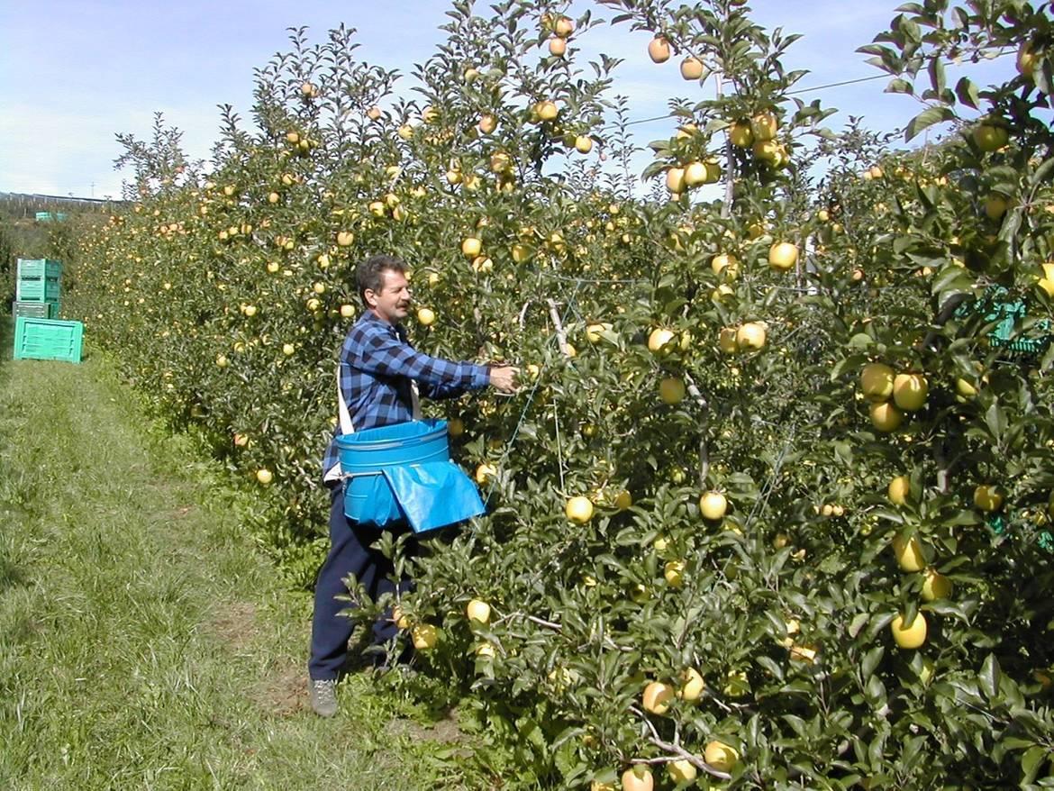 “L’ordinanza che dispone la quarantena per i cittadini che negli ultimi 14 giorni abbiano soggiornato in Romania e Bulgaria firmata dal ministro della Salute, Roberto Speranza, risponde a motivazioni di tutela della salute pubblica, un tema che ha sempre visto Coldiretti in prima linea. Tuttavia non possiamo non manifestare forte preoccupazione per le possibili ricadute che questa avrà sul settore agricolo, già alle prese con il problema della mancanza della manodopera nei campi”.