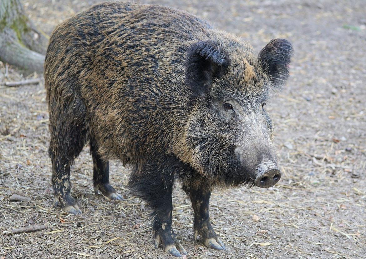 Con un provvedimento proposto dall’assessore Giulia Zanotelli, la Giunta provinciale ha approvato la nuova disciplina che regola il controllo del cinghiale in provincia di Trento. L'obiettivo è riordinare la materia per renderla più chiara ed accessibile lasciandone intatta la sostanza, frutto dell’esperienza acquisita e del confronto con i soggetti interessati. Dall'applicazione della disciplina in vigore, aggiornata nel 2019 con l'obiettivo di semplificare e rendere maggiormente efficace il controllo della specie, è emersa la necessità di riorganizzare ancora la materia. 