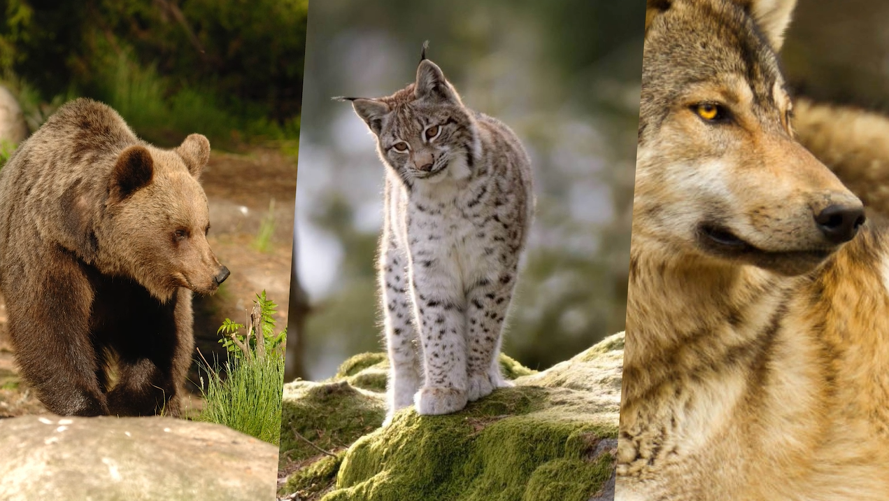 Un centinaio di esemplari di orso, almeno 17 branchi di lupo, una lince e un nuovo nucleo di sciacallo dorato. Ecco i grandi carnivori presenti nel territorio trentino, secondo la fotografia scattata dal Rapporto grandi carnivori 2020, che offre un quadro aggiornato e di dettaglio sullo status di questi esemplari e sulle molteplici attività gestionali condotte nel corso dell’anno. 