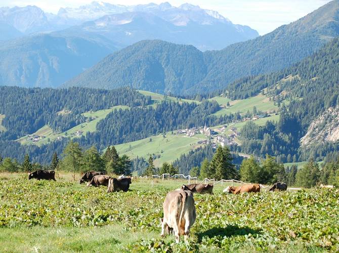 Al via in questi giorni la stagione dell’alpeggio: salgono ai pascoli circa 17.000 bovini, di cui circa 9.000 da latte. Si tratta della più antica pratica zootecnica, da cui prendono forma prodotti con aromi e sapori inconfondibili, come la linea Sapori di Malga del Gruppo Formaggi del Trentino.