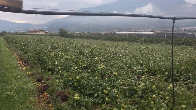 È successo tutto in dieci minuti, venerdì sera a sud di Trento, nelle campagne a sud di Trento.Trecento ettari di meleti, 27 di vigneti, totalmente o parzialmente compromessi. In molti casi anche nei prossimi anni, perché la tromba d’aria ha sradicato anche le piante.Stamani il presidente della Federazione Roberto Simoni, accompagnato dal direttore generale Alessandro Ceschi e dal referente agricolo Michele Girardi, ha fatto visita alle zone colpite ed espresso la solidarietà del mondo cooperativo.Un danno solo in parte mitigato dall’assicurazione. 