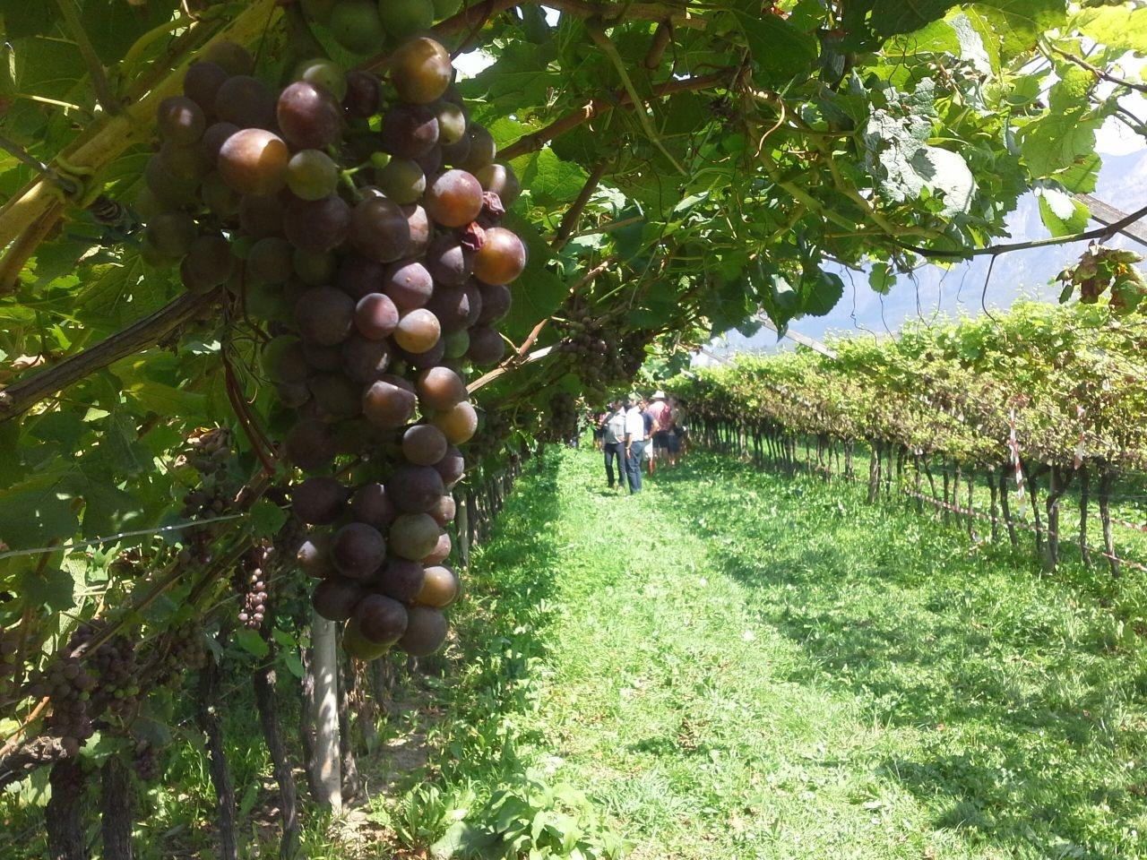 Porte aperte per la frutticoltura e incontri su biologico, frutteto pedonabile e pre-vendemmiale.