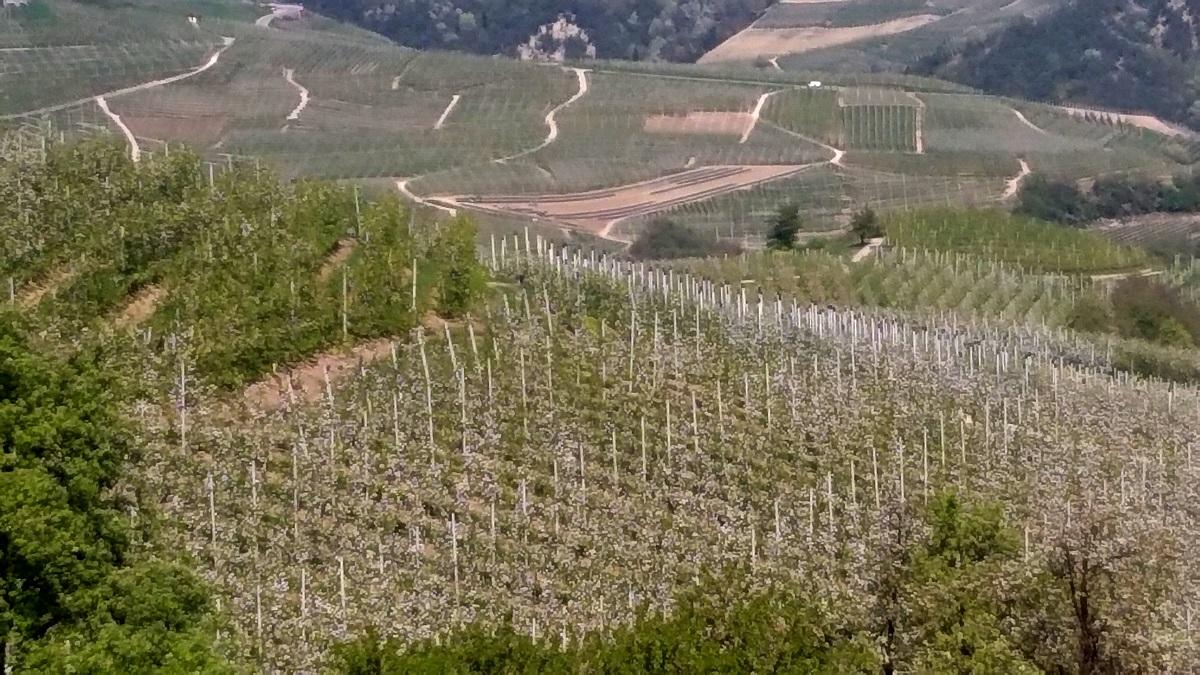 Le campagne soffrono per mancanza di acqua. Sia Meteotrentino che la Fondazione Mach attestano che il Trentino si trova in condizioni meteo-climatiche di carenza idrica ed in una fase in cui le piante da frutto ne richiedono in abbondanza.