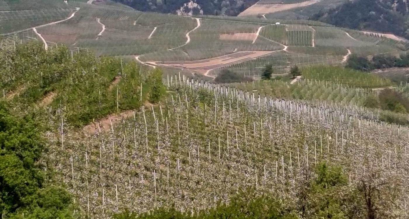 Le campagne soffrono per mancanza di acqua. Sia Meteotrentino che la Fondazione Mach attestano che il Trentino si trova in condizioni meteo-climatiche di carenza idrica ed in una fase in cui le piante da frutto ne richiedono in abbondanza.