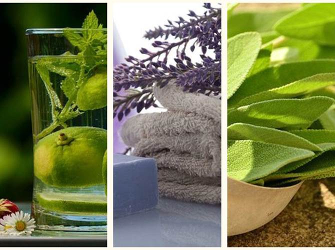Con Gsh il giardino è sul lago A luglio la cooperativa Gsh di Cles propone “Il Giardino sul Lago”, incontri, approfondimenti e laboratori dedicati al mondo della natura e delle piante officinali