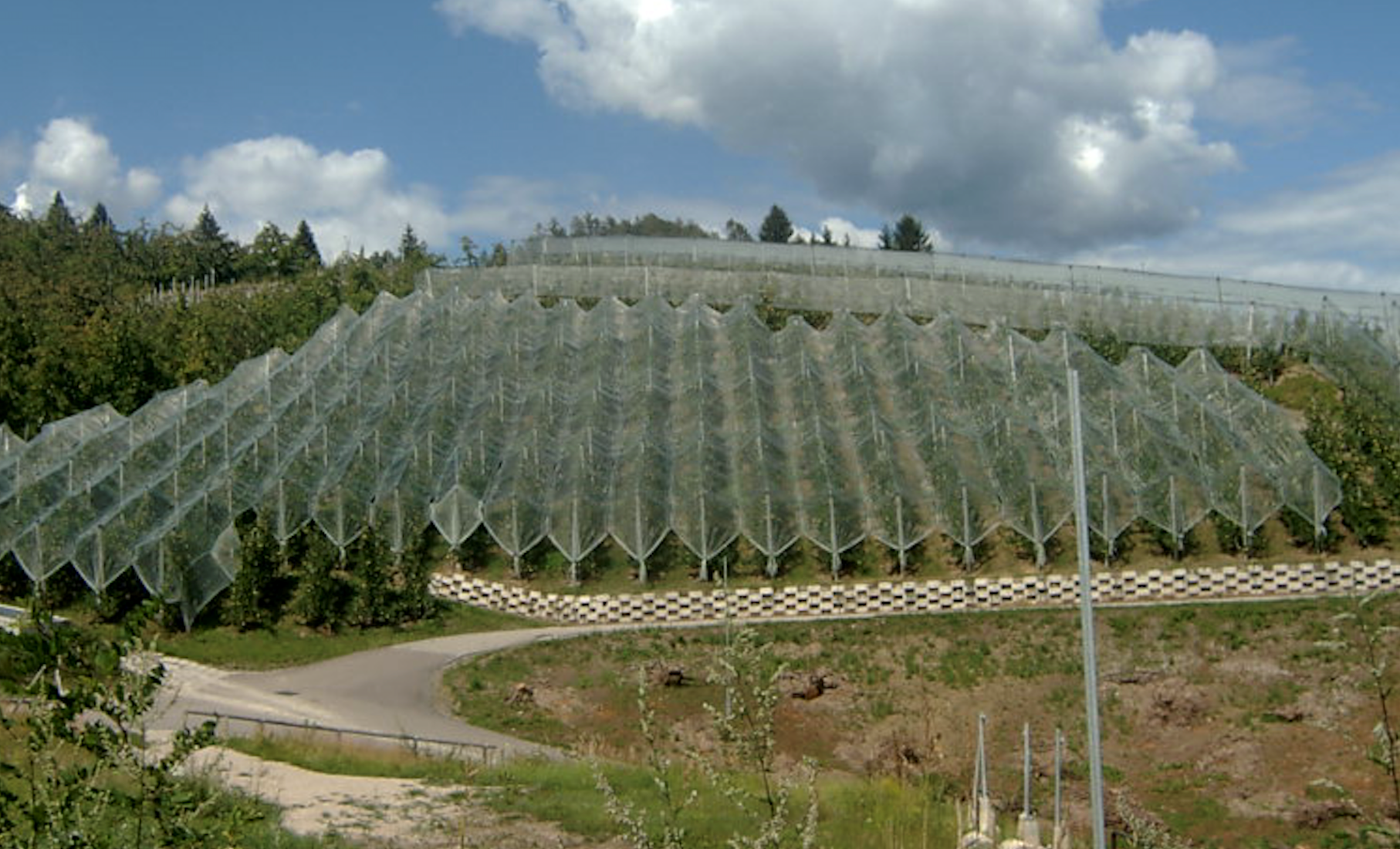 Un bando per sostenere l'installazione delle coperture protettive per gli impianti frutticoli. La Giunta provinciale ha stanziato 300mila euro e – su proposta dell'assessore all'agricoltura, foreste, caccia e pesca – ha approvato il bando che definisce criteri e modalità attuative.