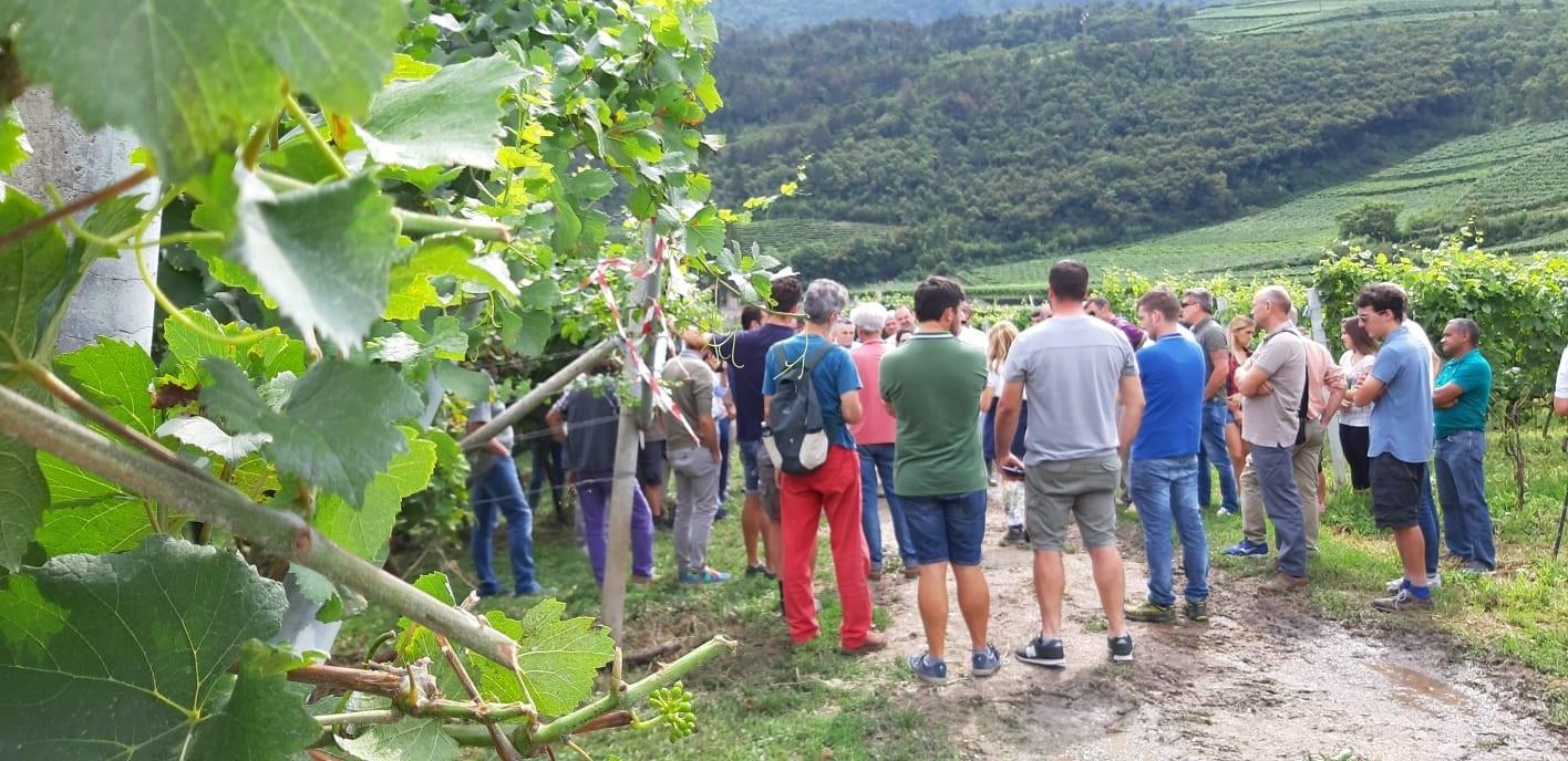 E’ un comparto in continua  espansione quello della viticoltura biologica, cresciuto in un solo anno in Trentino ben del 20 per cento. I dati dell’Ufficio per le produzioni biologiche della Provincia Autonoma di Trento parlano chiaro: la superficie del vigneto biologico  a fine 2018 ammontava a 1162 ettari, 193 in più rispetto al 2017. 