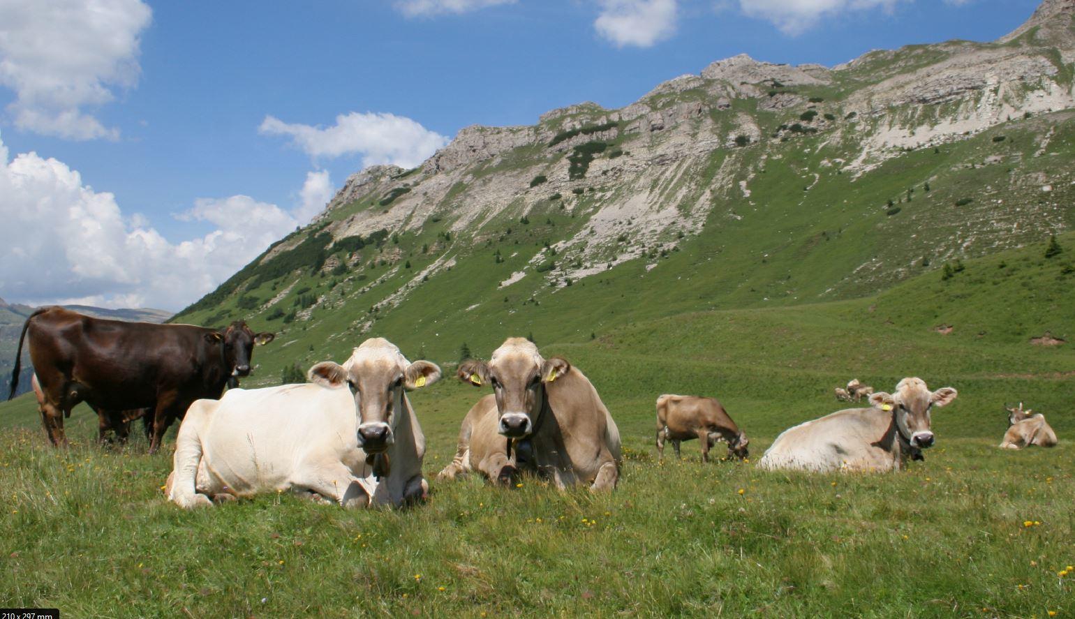 Domani, giovedì 21 marzo, l'edizione inaugurale dell’incontro pensato per gli allevatori trentini. Si parlerà di stalle alpine 4.0: dalla gestione degli effluenti zootecnici alle novità nell’alimentazione di precisione dei bovini da latte, passando per gli strumenti a supporto dell’economia delle aziende zootecniche.